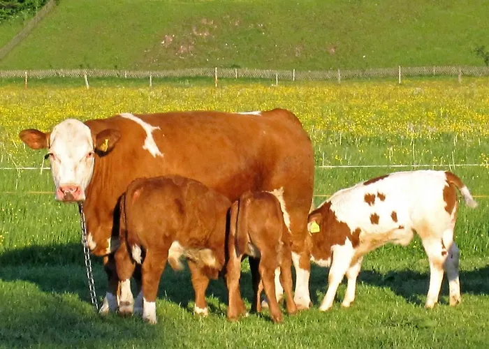 Hausernhof - Chiemgau Karte *